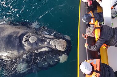 ¿Qué excursión de ballenas elegir en Puerto Madryn? Comparativa completa